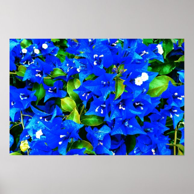 Póster Flores de buganvillas azules vibrantes (Frente)