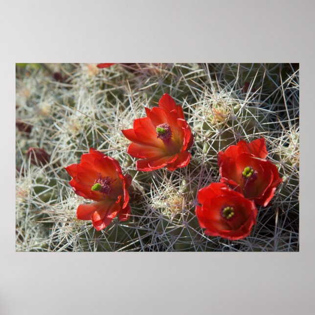Póster Flores de cactus (Frente)