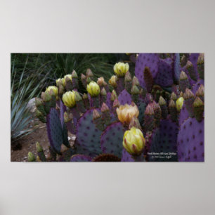 Póster Flores de cactus amarillas de opuntia púrpura
