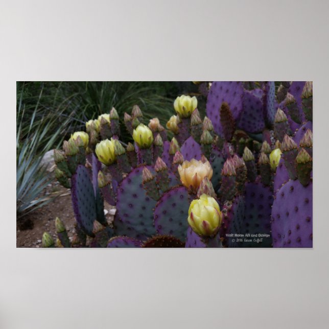 Póster Flores de cactus amarillas de opuntia púrpura (Frente)