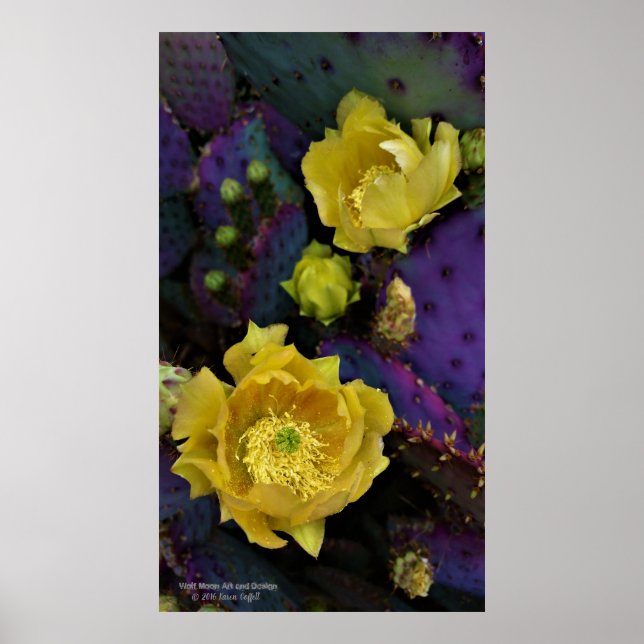 Póster Flores de cactus amarillas de opuntia púrpura (Frente)