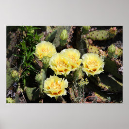 Póster Flores de cactus amarillos pálidos