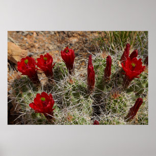 Póster flores de cactus Copa de Clarete 2