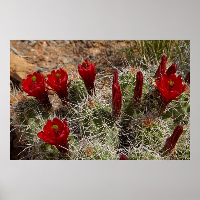 Póster flores de cactus Copa de Clarete 2 (Frente)