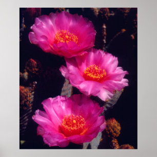Póster Flores de cactus de Beavertail 2