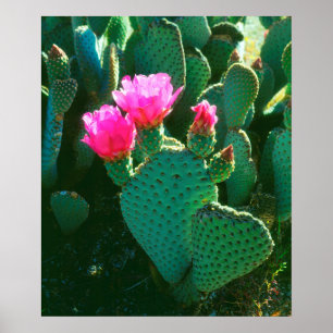 Póster Flores de Cactus de Cola de Castor