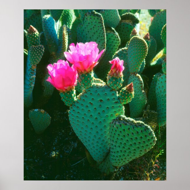 Póster Flores de Cactus de Cola de Castor (Frente)