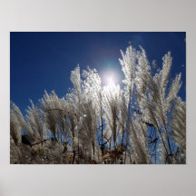 Flores de caña en plena floración