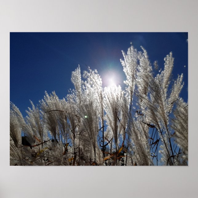 Póster Flores de caña en plena floración (Frente)