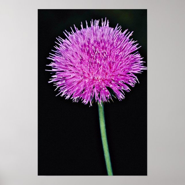 Póster Flores de cardo de Texas (Cirsium texanum) (Frente)