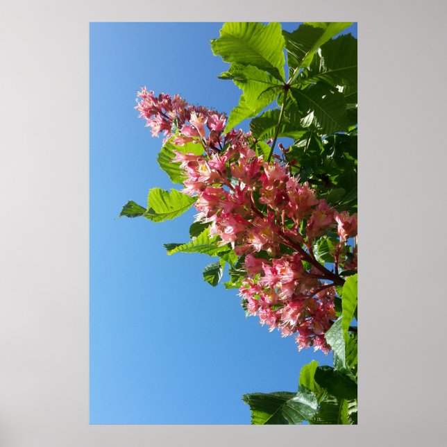 Póster flores de castaño en flor en primavera (Frente)