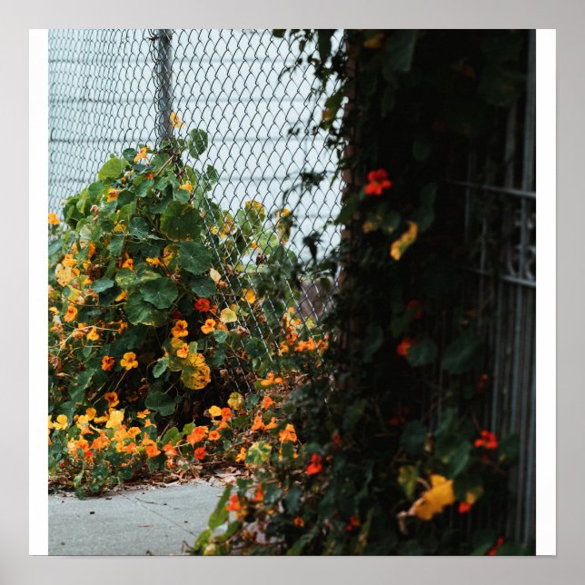 Póster Flores de Cerca (Frente)