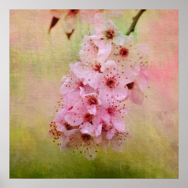 Póster Flores de cerezo (Frente)