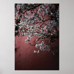 Póster Flores de cerezo