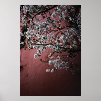 Póster Flores de cerezo