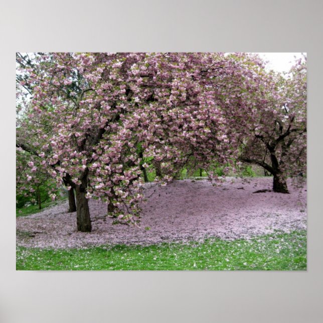 Póster Flores de cerezo (Frente)