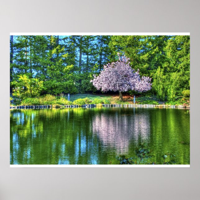 Póster Flores de cerezo (Frente)