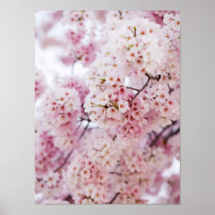 Póster Flores de cerezo