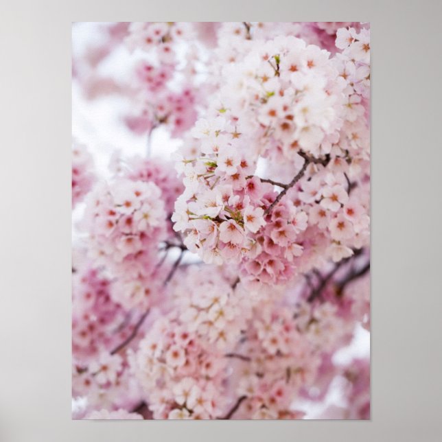Póster Flores de cerezo (Frente)