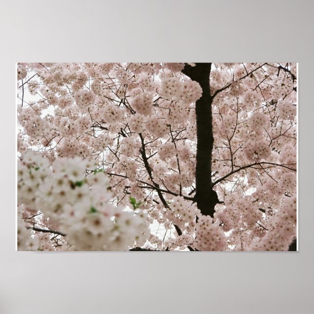 Póster Flores de cerezo 1 (Frente)