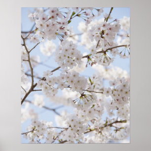 Póster Flores de cerezo 2