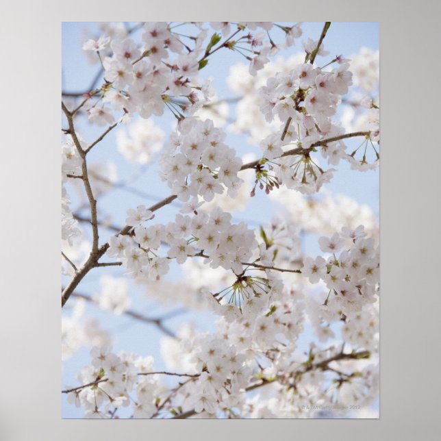 Póster Flores de cerezo 2 (Frente)