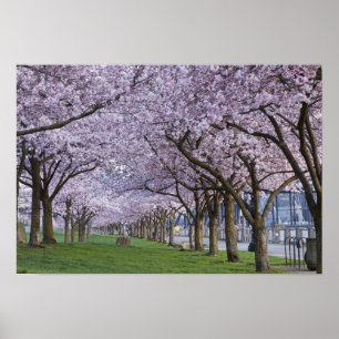 Póster Flores de cerezo a lo largo del río Willamette, EE