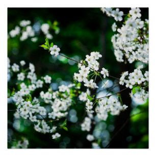 Póster Flores de cerezo blancas hojas verdes