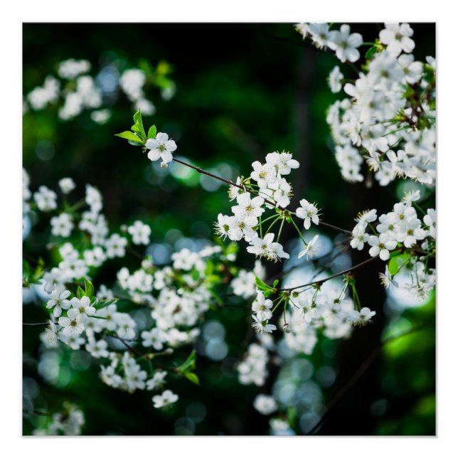 Póster Flores de cerezo blancas hojas verdes (Anverso)