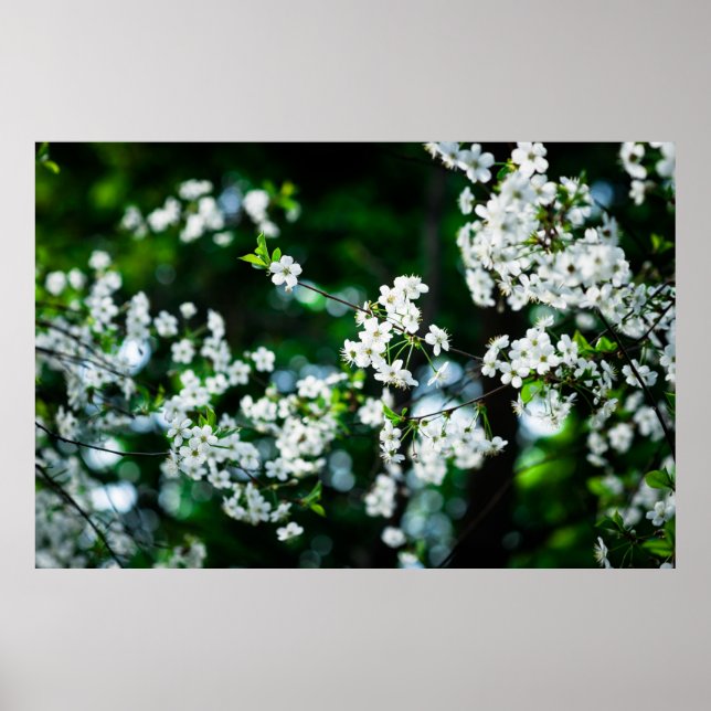 Póster Flores de cerezo blancas hojas verdes (Frente)