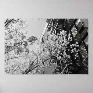 Póster Flores de cerezo de aldea