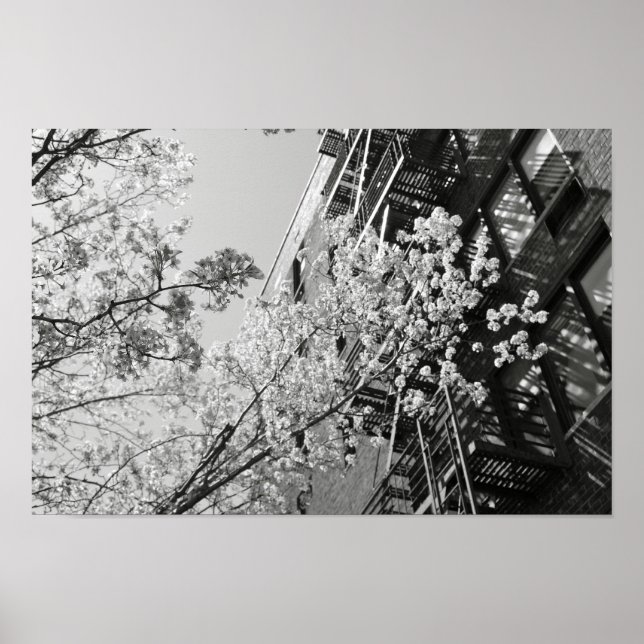 Póster Flores de cerezo de aldea (Frente)
