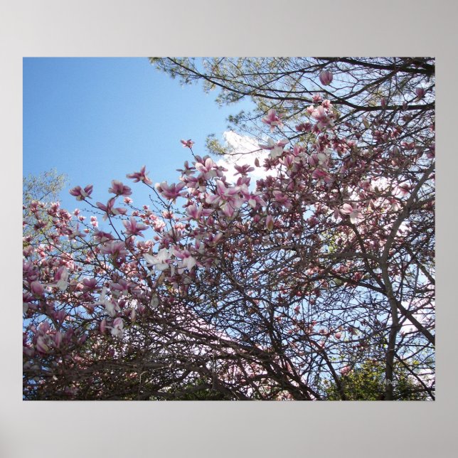 Póster Flores de cerezo de primavera (Frente)