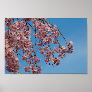 Póster Flores de cerezo que lloran