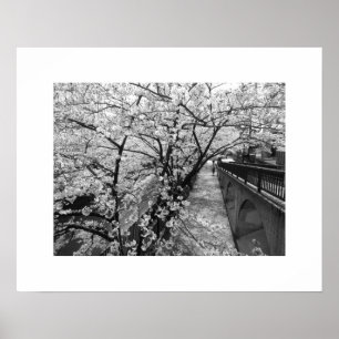 Póster Flores de cerezo: río Meguro, Tokio (blanco/negro)