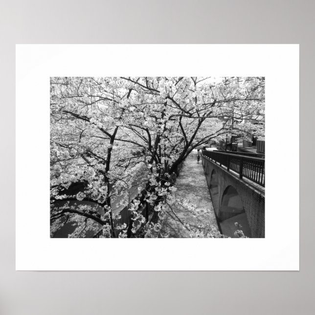 Póster Flores de cerezo: río Meguro, Tokio (blanco/negro) (Frente)