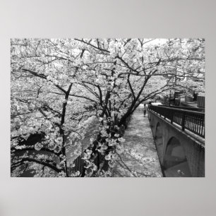 Póster Flores de cerezo: Río Meguro, Tokio (blanco y negr