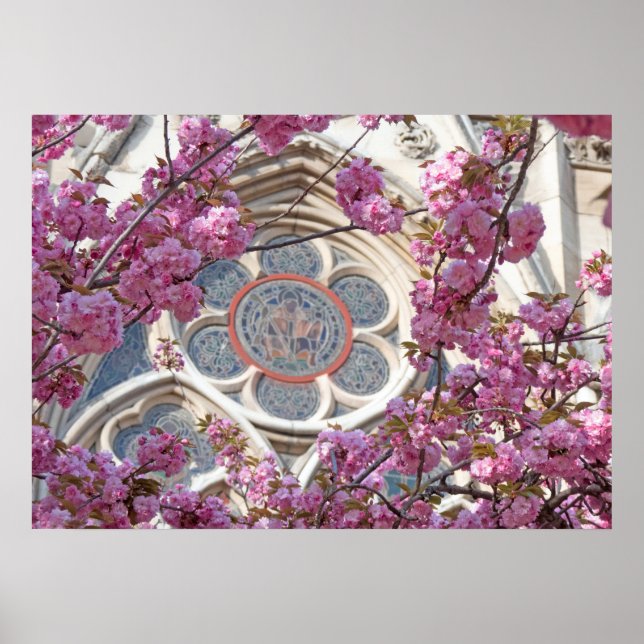 Póster Flores de cerezo rosa (Frente)