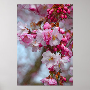Póster Flores de cerezo rosa