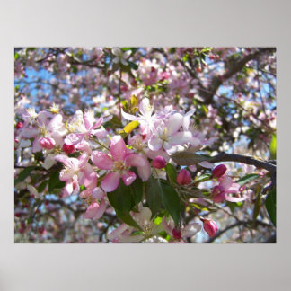 Póster Flores de cerezo rosa
