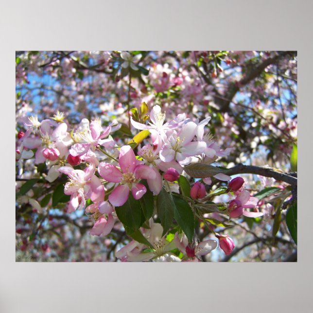 Póster Flores de cerezo rosa (Frente)