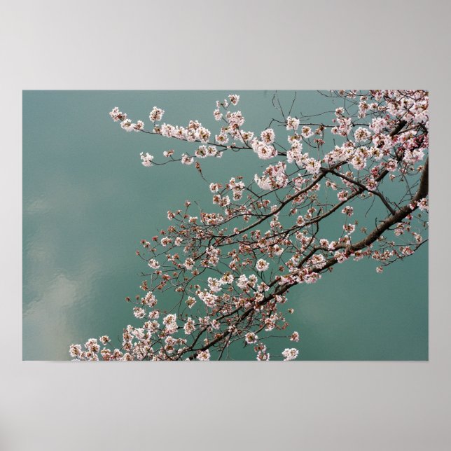 Póster Flores de cerezo rosa claro en el fondo turquesa (Frente)