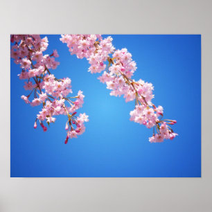 Póster Flores De Cerezo Rosa Contra Un Cielo Azul, Medio