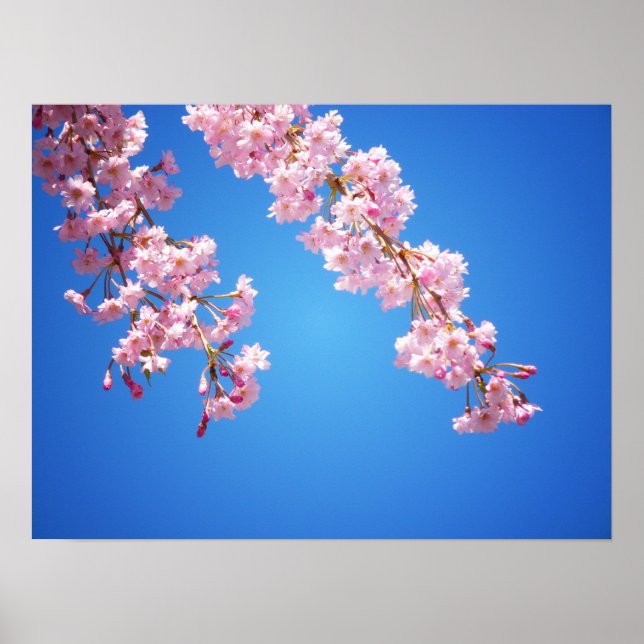 Póster Flores De Cerezo Rosa Contra Un Cielo Azul, Medio (Frente)