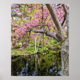 Póster Flores de cerezo rosadas junto al estanque