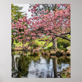Póster Flores de cerezo rosadas y estanque fotográfico