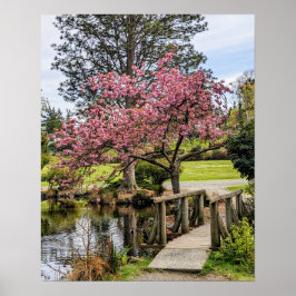 Póster Flores de cerezo rosadas y pasarela de madera