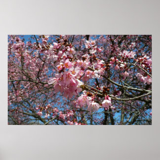 Póster Flores de cerezo y de primavera rosada de abeja
