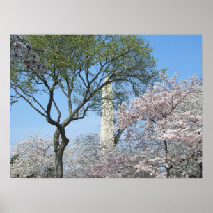 Póster Flores de cerezo y el monumento de Washington en D