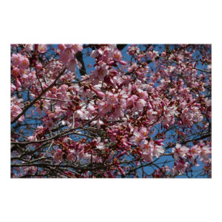 Póster Flores de cerezo y flor de Blue Sky Spring